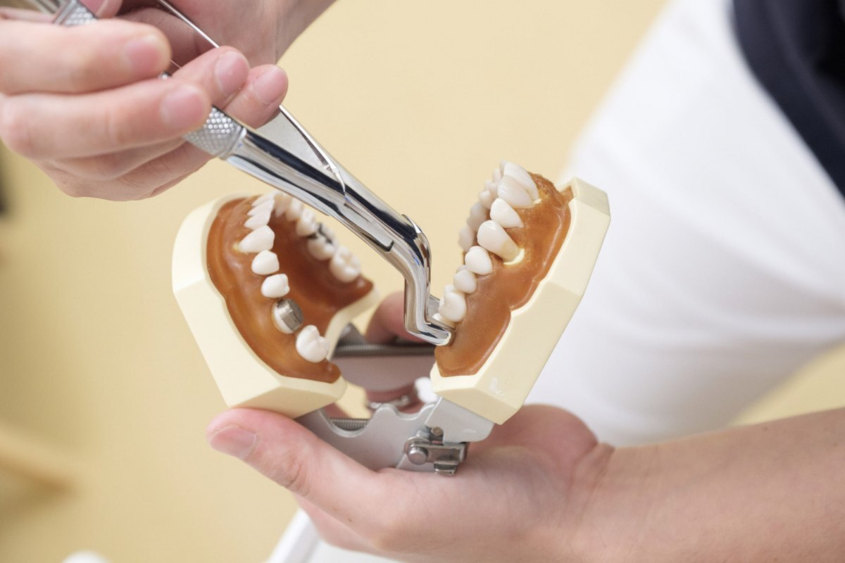 Dentist examining dental model showing tooth anatomy with instruments during patient consultation.